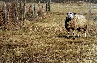 Image showing sheep