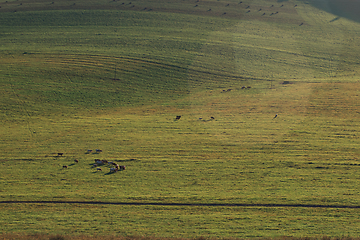 Image showing Cows in a sunny summer evening