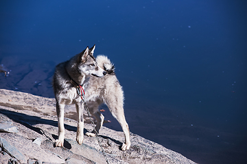 Image showing Husky on the river bank