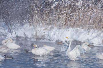 Image showing Beautiful white whooping swans