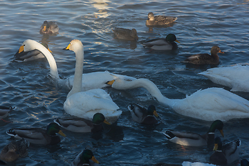 Image showing Beautiful white whooping swans