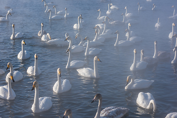 Image showing Beautiful white whooping swans