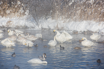 Image showing Beautiful white whooping swans