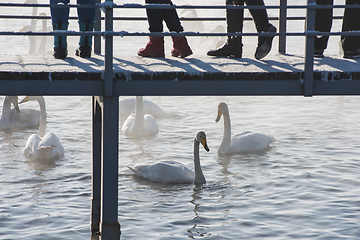 Image showing Beautiful white whooping swans