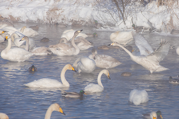 Image showing Beautiful white whooping swans