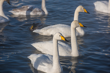 Image showing Beautiful white whooping swans