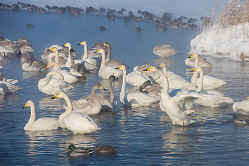 Image showing Beautiful white whooping swans