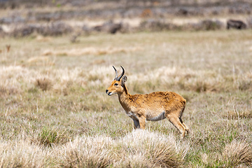 Image showing antelope Bohor reedbuck, Bale mountain, Ethiopia