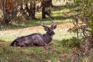 Image showing endemic Mountain Nyala in ale mountains Ethiopia