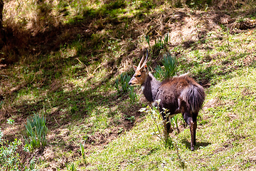 Image showing male Menelik Bushbuck Bale Mountain, Ethiopia