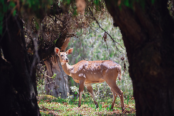 Image showing endemic Mountain Nyala in ale mountains Ethiopia