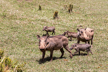 Image showing Warthog family with baby piglets, Ethiopia