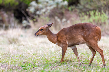 Image showing endemic Mountain Nyala in ale mountains Ethiopia