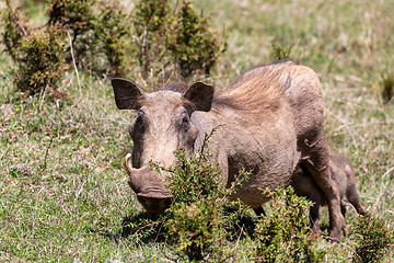 Image showing Warthog family with baby piglets, Ethiopia