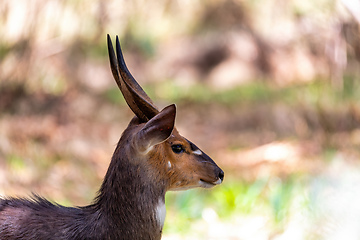 Image showing male Menelik Bushbuck Bale Mountain, Ethiopia