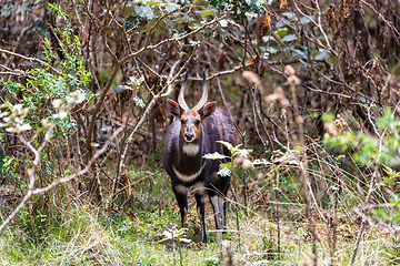 Image showing male Menelik Bushbuck Bale Mountain, Ethiopia