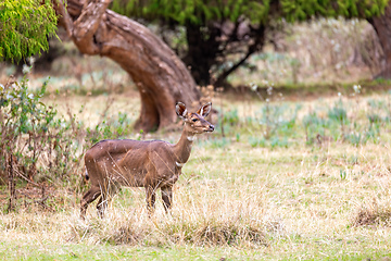 Image showing endemic Mountain Nyala in ale mountains Ethiopia