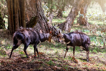 Image showing Fighting two male Menelik Bushbuck Bale Mountain, Ethiopia