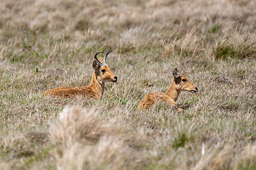 Image showing antelope Bohor reedbuck, Bale mountain, Ethiopia