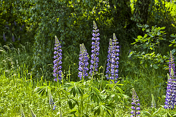 Image showing blue lupine