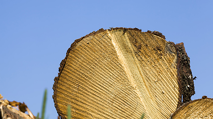 Image showing hardwoods cut down