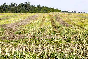 Image showing rapeseed harvest