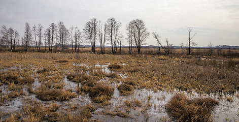 Image showing swamp in winter, daytime