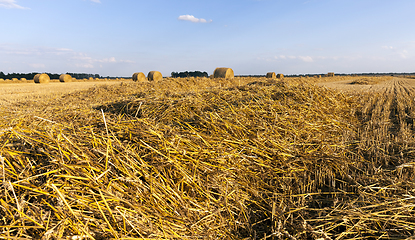 Image showing agricultural fields with wheat or rye