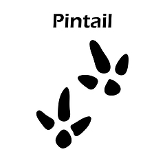 Image showing Pintail Footprint