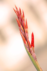 Image showing Gladiolus