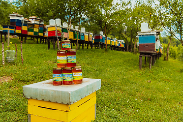 Image showing Natural honey products photographed at a honey farm. Pollen, honey and various honey products