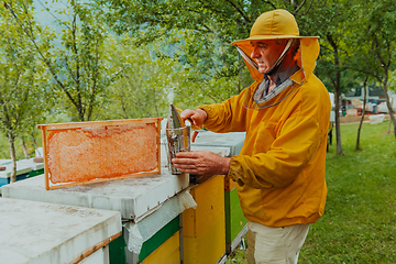 Image showing Senior beekeeper checking how the honey production is progressing. Photo of a beekeeper with a comb of honey