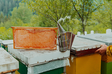 Image showing Senior beekeeper checking how the honey production is progressing. Photo of a beekeeper with a comb of honey