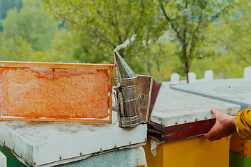 Image showing Senior beekeeper checking how the honey production is progressing. Photo of a beekeeper with a comb of honey