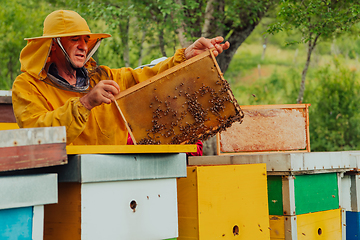 Image showing Senior beekeeper checking how the honey production is progressing. Photo of a beekeeper with a comb of honey