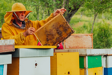 Image showing Senior beekeeper checking how the honey production is progressing. Photo of a beekeeper with a comb of honey