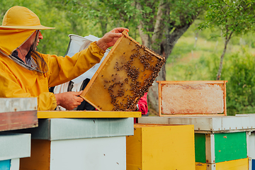 Image showing Senior beekeeper checking how the honey production is progressing. Photo of a beekeeper with a comb of honey