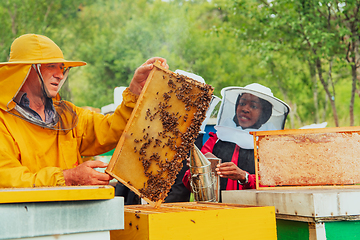 Image showing Business partners with an experienced senior beekeeper checking the quality and production of honey at a large bee farm