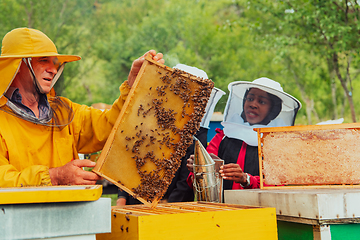 Image showing Business partners with an experienced senior beekeeper checking the quality and production of honey at a large bee farm