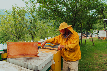 Image showing Senior beekeeper checking how the honey production is progressing. Photo of a beekeeper with a comb of honey