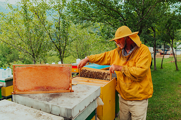 Image showing Senior beekeeper checking how the honey production is progressing. Photo of a beekeeper with a comb of honey