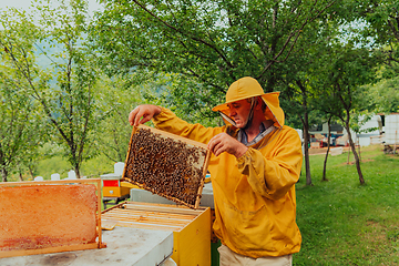 Image showing Senior beekeeper checking how the honey production is progressing. Photo of a beekeeper with a comb of honey