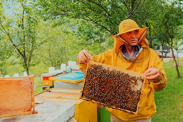 Image showing Senior beekeeper checking how the honey production is progressing. Photo of a beekeeper with a comb of honey