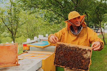 Image showing Senior beekeeper checking how the honey production is progressing. Photo of a beekeeper with a comb of honey