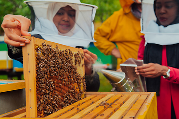 Image showing Business partners with an experienced senior beekeeper checking the quality and production of honey at a large bee farm