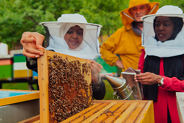 Image showing Business partners with an experienced senior beekeeper checking the quality and production of honey at a large bee farm