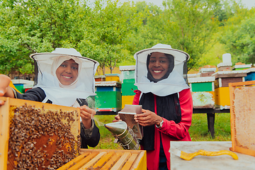 Image showing Business partners with an experienced senior beekeeper checking the quality and production of honey at a large bee farm