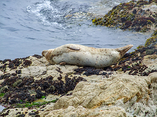 Image showing seal in California