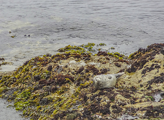 Image showing seal in California