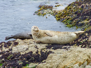 Image showing seal in California